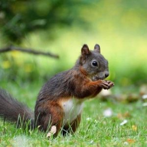 Zlatibor, Smeštaj Zlatibor najpovoljnije cene, Apartmani Zlatibor direktno od vlasnika,
