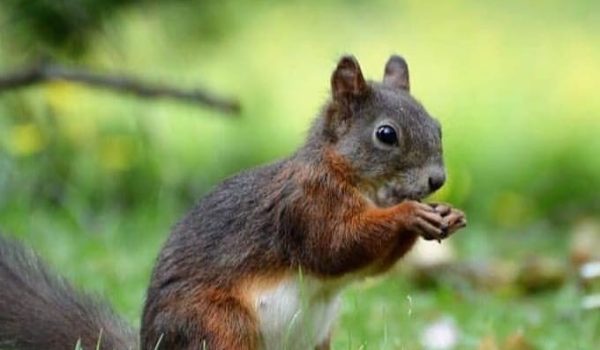 Zlatibor, Smeštaj Zlatibor najpovoljnije cene, Apartmani Zlatibor direktno od vlasnika,